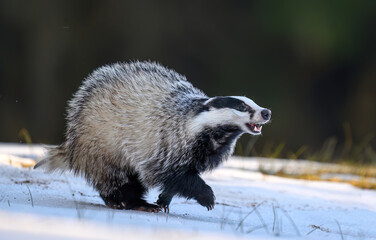 Badger close up ( Meles meles )