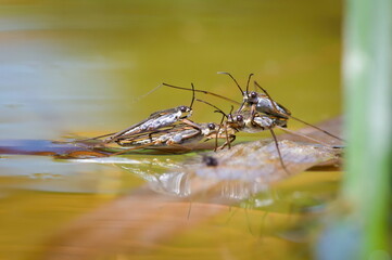 Gerris lacustris heteroptera aka Common pond skater coupling. Common insect from Czech republic.