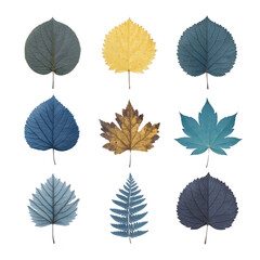 Collection of nine leaves various shapes and colors, including shades of blue, yellow, and brown, arranged grid pattern transparency background. leaves display diverse textures and forms