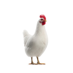 Fototapeta premium White chicken with red comb stands against plain background, showcasing its feathers and natural posture. image highlights bird simplicity and elegance