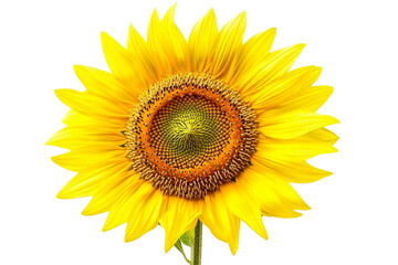 Fototapeta premium Bright sunflower with vibrant yellow petals and seeds