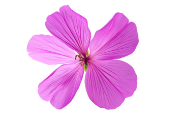 Beautiful pink flower with delicate petals on a transparent background