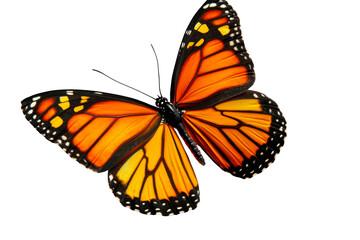 Fototapeta premium Vibrant monarch butterfly in flight against a transparent background