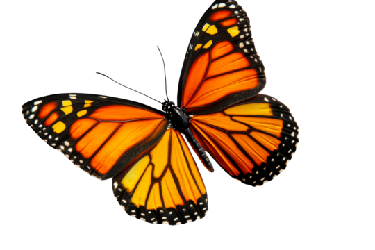 Vibrant monarch butterfly in flight against a transparent background