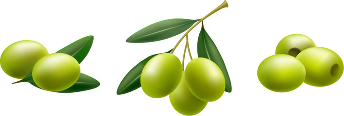 Realistic green olive leaves