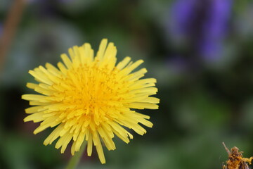 Focused Dandelions in bloom