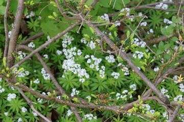 Small white cross flowers