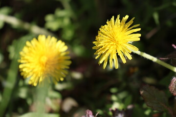 Focused Dandelions in bloom
