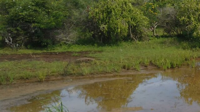 waran in yala national park 