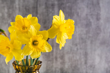 Close up of fresh spring flowers yellow daffodils in vase on grey background copy space