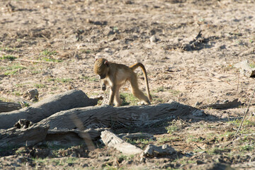 monkeys
