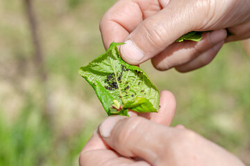 Gardener examines green cherry leaf with colony of black aphids. Spring Prevention and control of...
