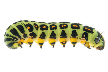 Fototapeta premium Lime swallowtail caterpillar isolated on transparent background