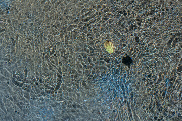 yellow leaf on the water	
