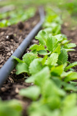 Young radishes growing in rows in a bed along drip irrigation pipes in early spring, selective focus. Growing and watering vegetables in the garden