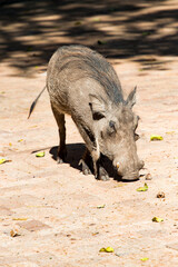 warthog 