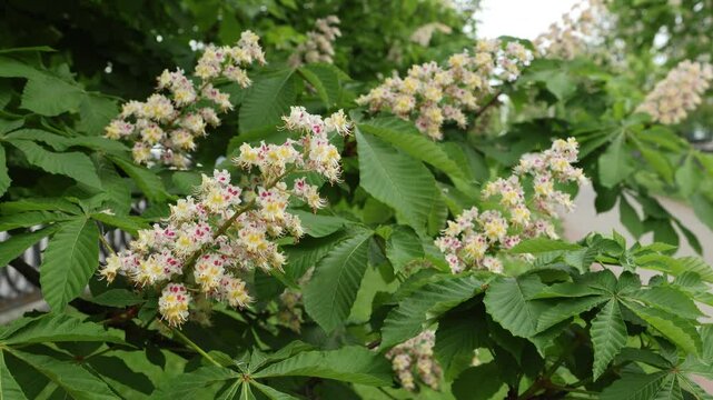 Close-up of a branch of a blossoming chestnut tree