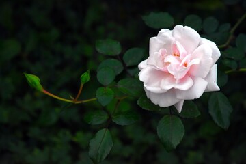 Pink rose in the garden
