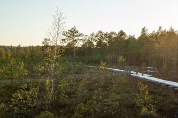 Wooden boardwalk in Kangari nature trail in spring evening in May in Latvia