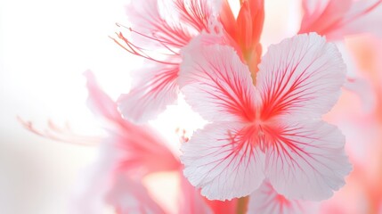 Obraz premium Delicate Pink Canna Lily Blossom, A Captivating Close-Up Floral Beauty