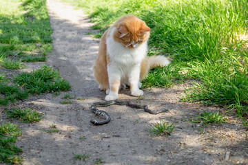 A ginger cat caught and killed a snake on a path on a summer day. Hunting instincts of domestic...