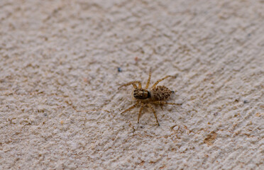 Menemerus semilimbatus Jumping Spider on Concrete Wall