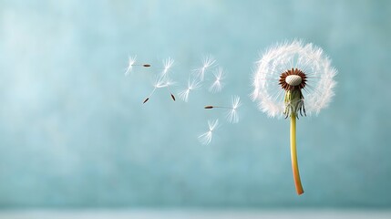 Dandelion seed head dispersing seeds
