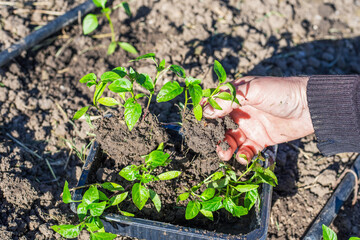 Planting pepper seedlings in the ground with drip irrigation pipes installed on the ground. Hands of a mature man holding a seedling