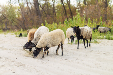 Sheep grazing on sandy riverbank