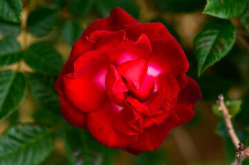 Red Rose Closeup with Soft Bokeh