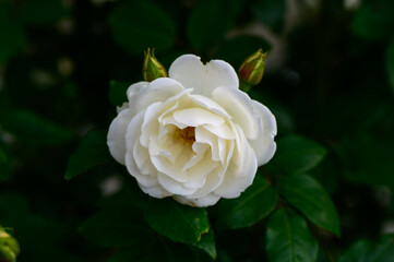 Elegant white rose in closeup with soft natural light and gentle bokeh. Perfect for romantic, wedding, or botanical themes.