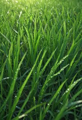 Vibrant green grass blades, glistening with dew  ,  color,  lawn