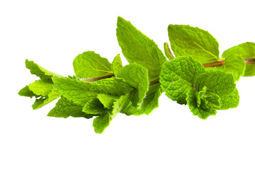 Close-up of fresh mint leaves showcasing their texture on white.