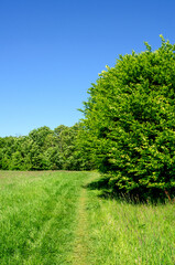 Grassy path through green field and forest edge under clear blue summer sky in countryside nature landscape