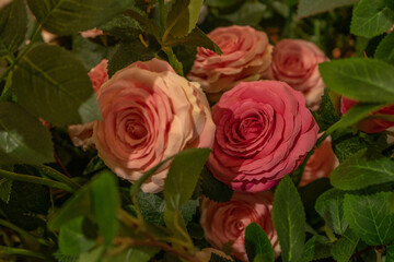 Pink and Peach Roses Close-Up, Natural Light, Romantic Floral Arrangement Among Green Leaves