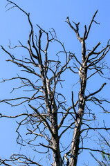 Bare dead tree branches against blue sky in spring forest illustrating natural decay and seasonal change in wildlife habitat