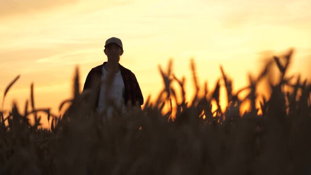 agriculture, agronomist farmer walking wheat field, business woman, worker field, agriculture concept, woman growing wheat field, women work sunset, man cap working wheat field, woman farmer business