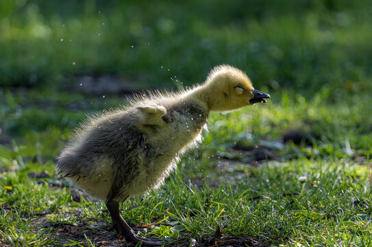 Adorable fluffy gosling shaking water droplets in spring meadow closeup wildlife photography cute baby duckling nature macro shot charming animal behavior outdoor green bokeh inspiring nature lovers - Powered by Adobe