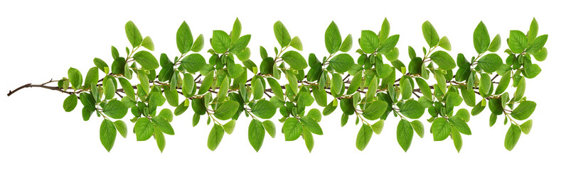 Green twigs with fresh leaves in a line floral arrangement isolated  on white or transparent background
