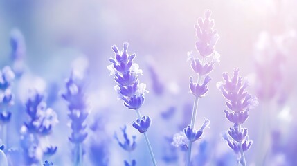 Fototapeta premium Lavender Field with Soft Light, and Summer.