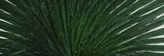 Obraz premium Deep emerald palm leaf, veins sharply defined , plant, detail, macro