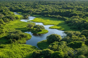 Serene River Winding Through Lush Green Forest: An Aerial View