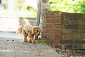 Cute maltipoo puppy standing alone near fence. Lost dog concept