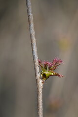 bud of a tree