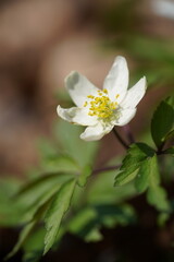 white flower with large green leaves close-up in natural environment
