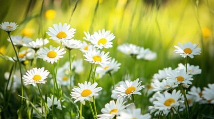 Fototapeta premium A field of bright white daisies in sunny meadow light.