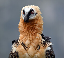 un poderoso quebrantahuesos en las montañas de los pirineos en españa