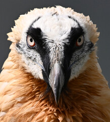 un gran quebrantahuesos en la monta&ntilde;a