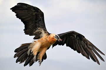 un gran quebrantahuesos en la montaña