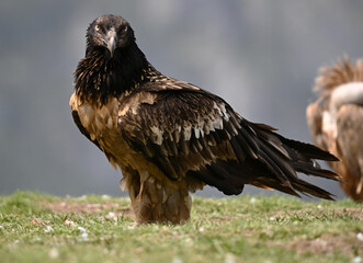 a majestic bearded vulture in spain